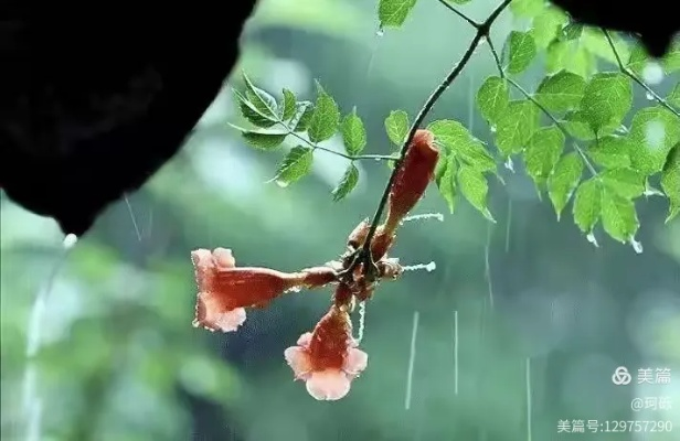 那一刻,雨如约而至 那一刻,雨如约而至