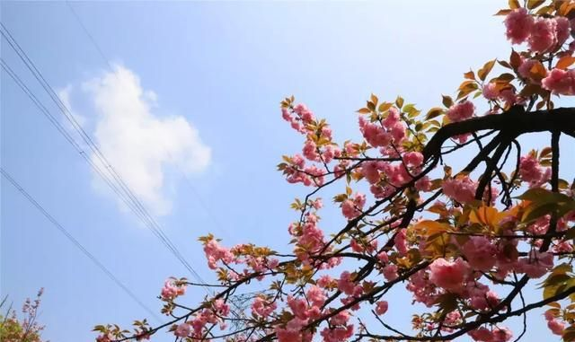 今日天气，阴晴交错间，春意渐浓
