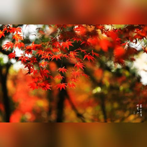 栖霞24小时，一场天气的叙事诗